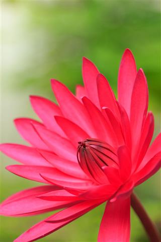 Lotus Flower