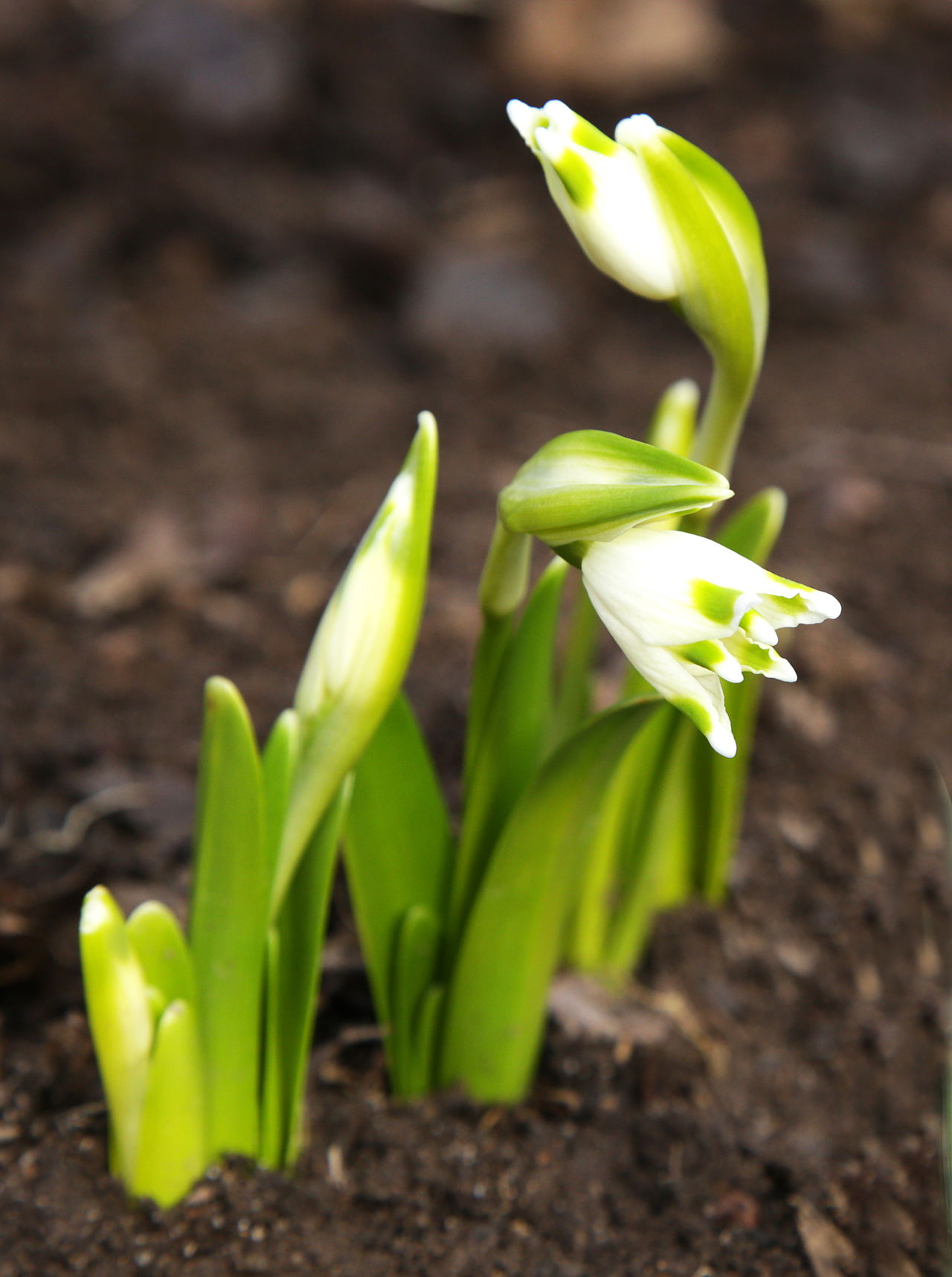 Lily Of The Valley