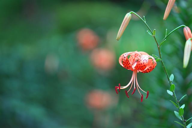 Tiger Lily