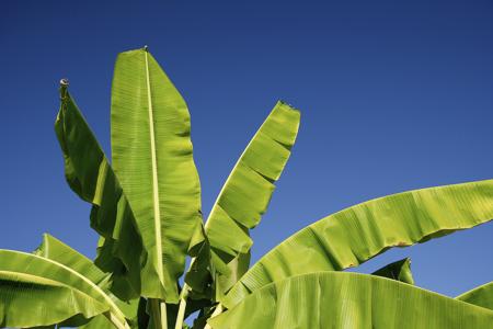 banana tree leaf