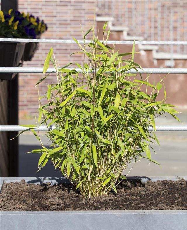 Bamboo plant in a flowerpot
