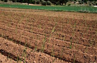 Asparagus growing in spain