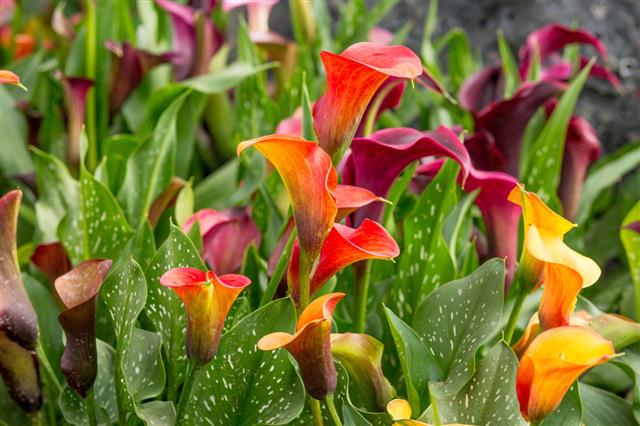 Calla Lily Field
