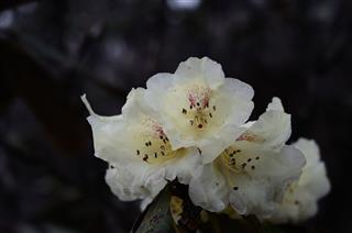 Rhododendron