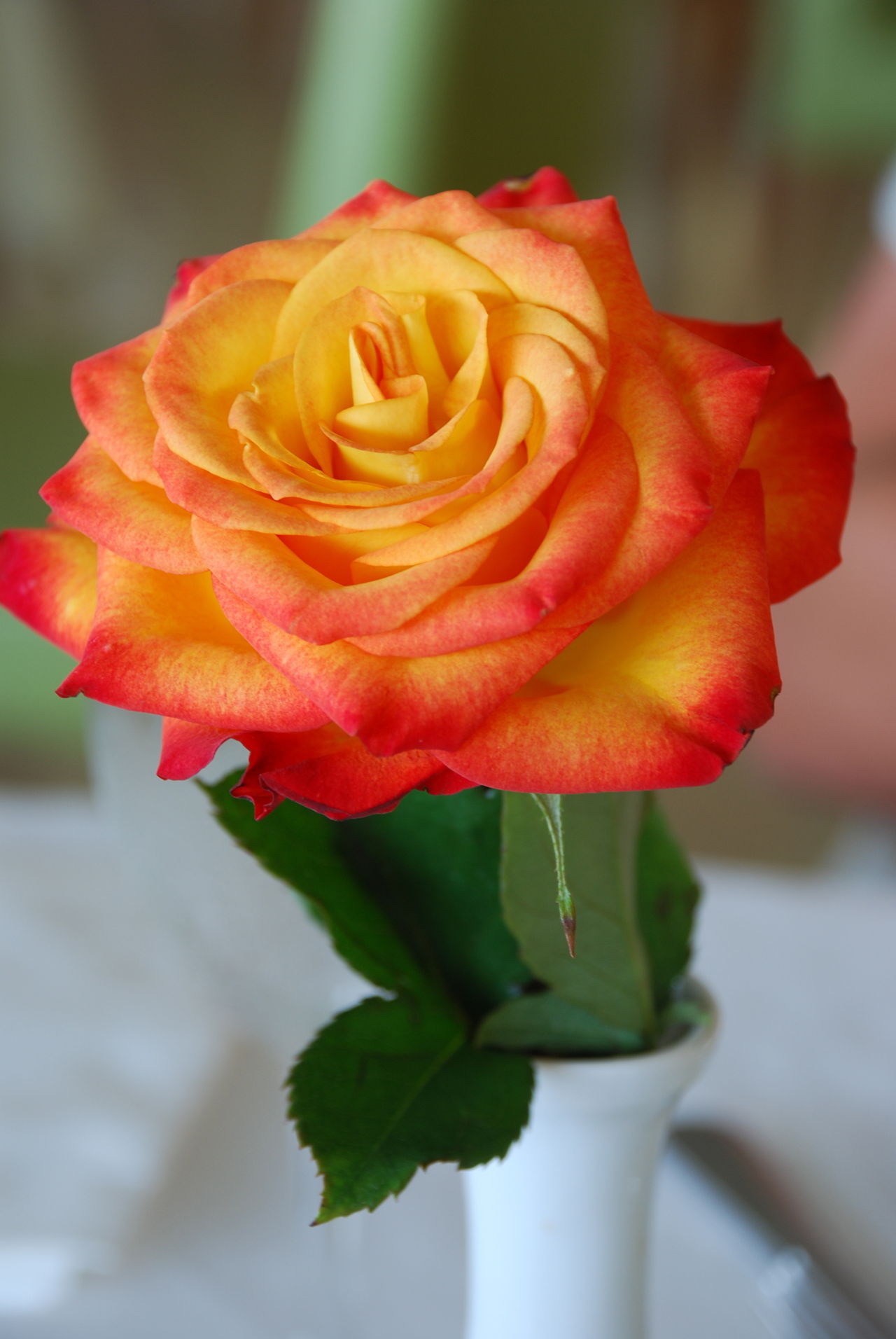 Orange Rose