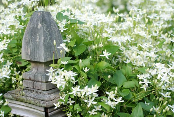 clematis