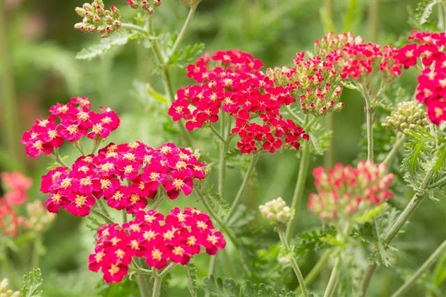 Red Yarrow