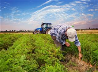 Plantation carrots