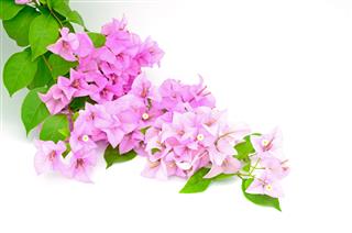 Bougainvillea Flowers