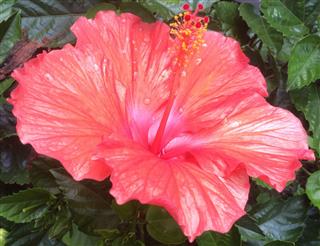 Salmon Hibiscus