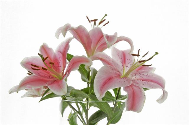 Lily