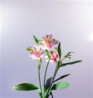 Alstroemeria
