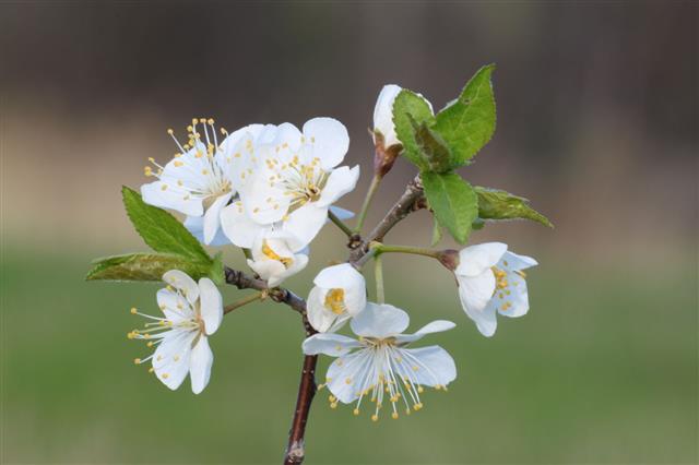 Blackthorn Flowers