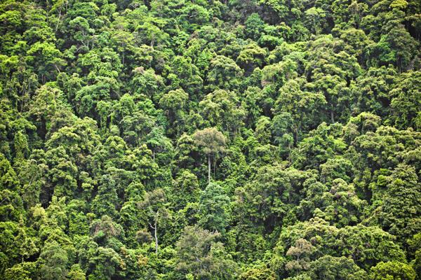 Canopy in a Tropical Rainforest