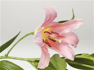 Lilium Flower
