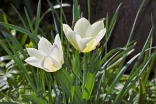 White Tulips In Bloom