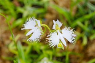 Fringed Orchid