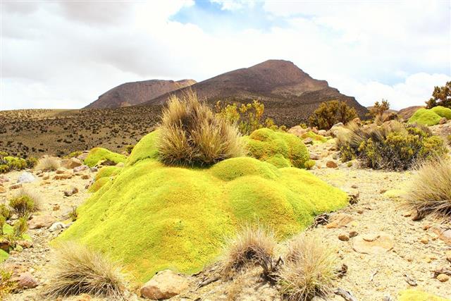 Yareta and desert grass in the mountain at atacama desert