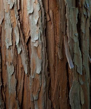 Cedar Bark