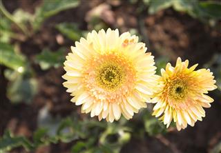 Chrysanthemum