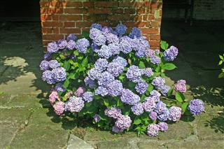 Blue Hydrangea Flowers
