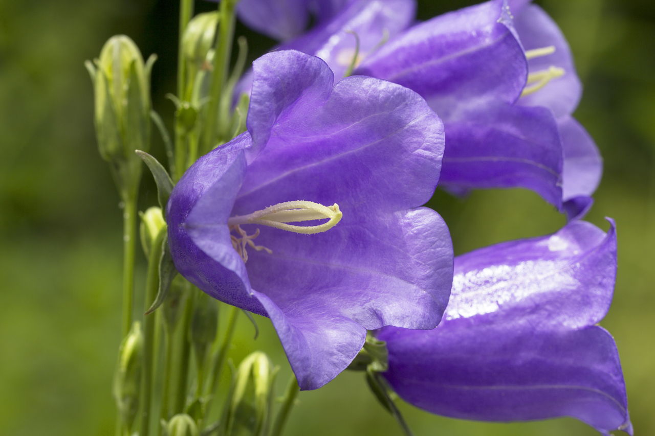 Blue Bell