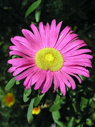 Aster In Beams Of The Sun