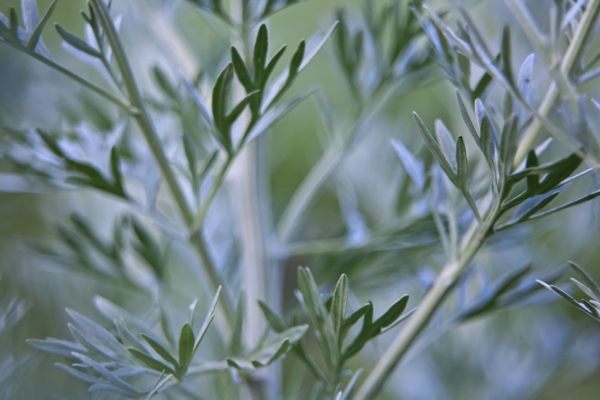 Wormwood