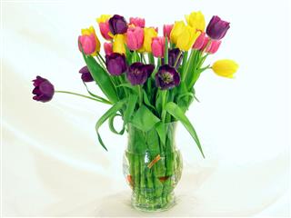 Centered Bouquet Of Tulips