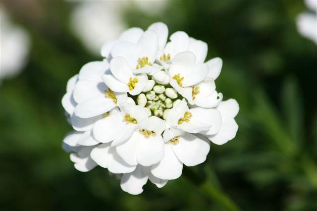 Candytuft