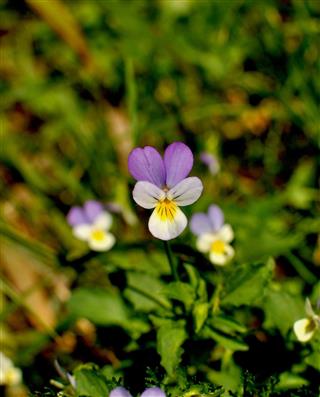 Viola tricolor