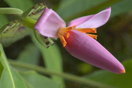 pink banana flower
