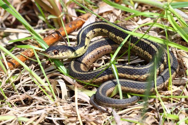 Garter Snake