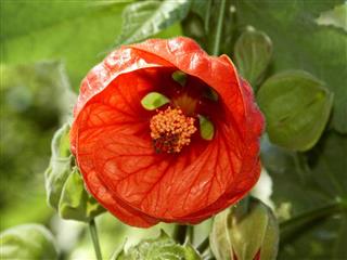 Red Hibiscus Flower