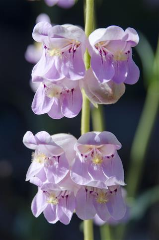 Pink Penstemon