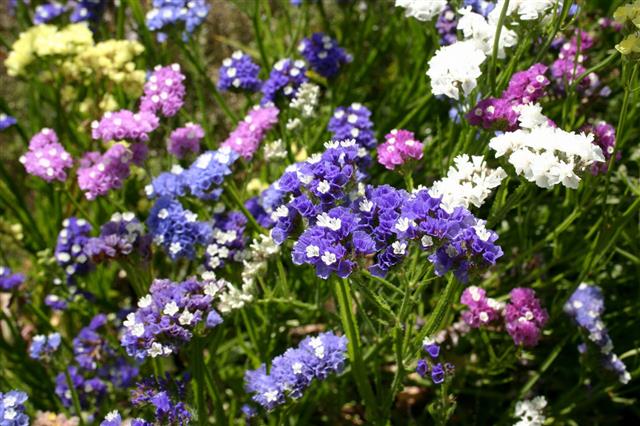 Colorful Limonium Sinuatum Flowers