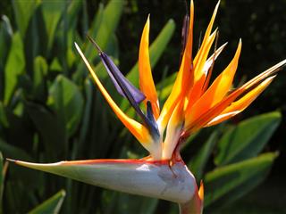 Bird Of Paradise