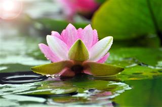 Blossom Water Lily Flowers