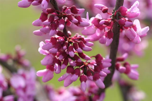Redbud Tree