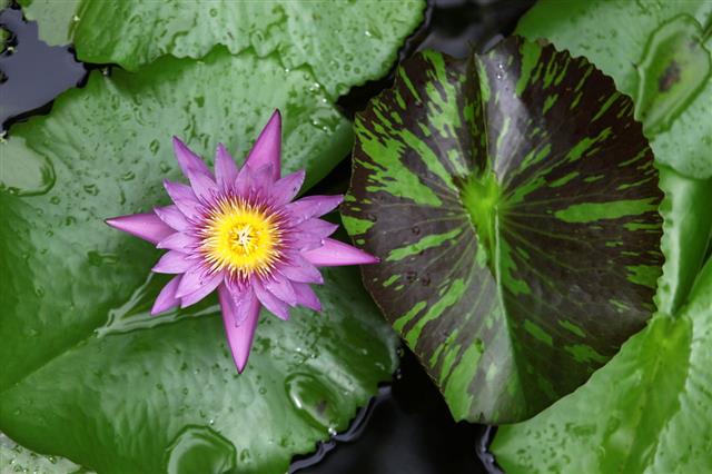 Water Lily
