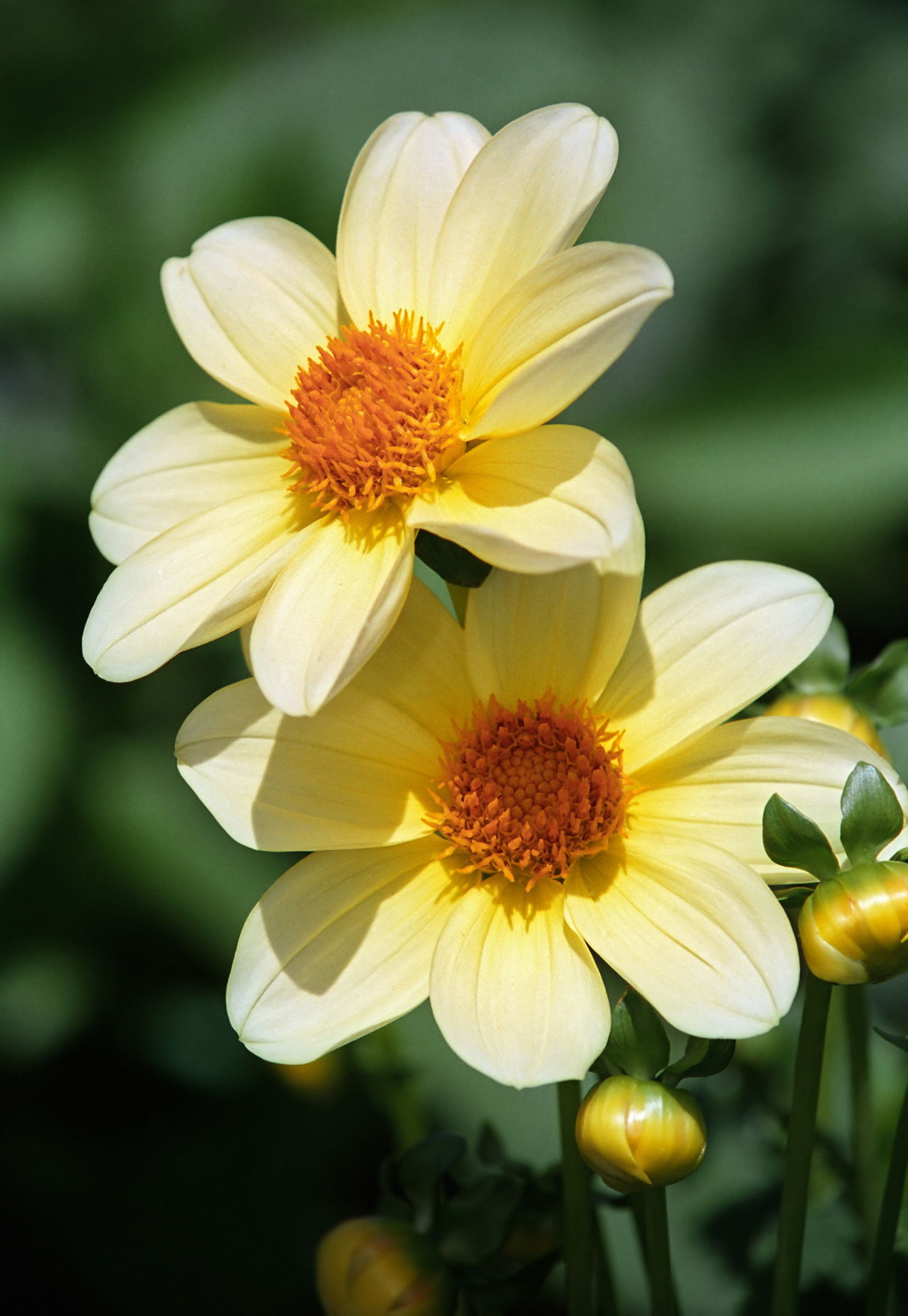 Pair Of Dahlia