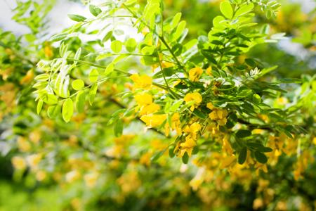 Best Hedges to Plant - Siberian Peashrub