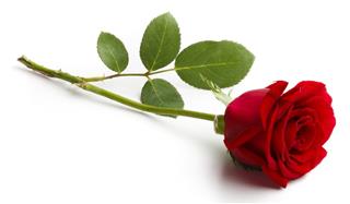 Single red rose on a white background