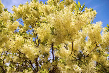 Chinese Fringetree