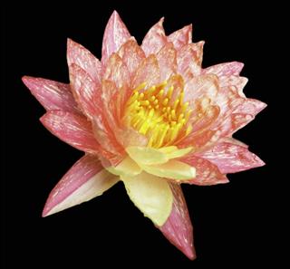 Lotus Flower