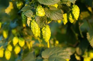 Close Up Photo Of Green Hops