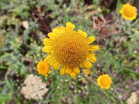 golden marguerite