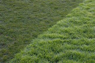 Twotone Grass