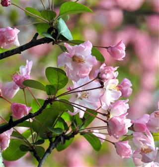 Plum tree in nature