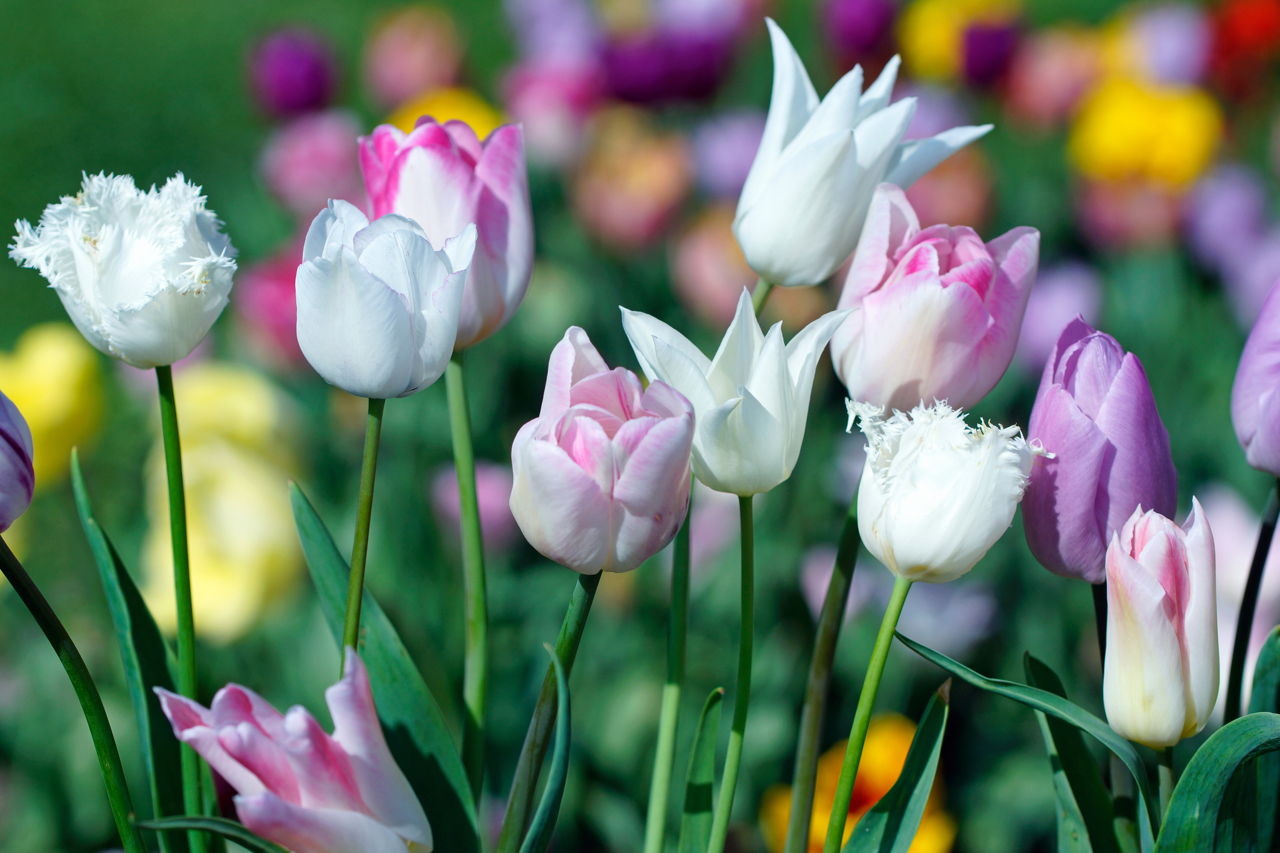 Colorful Tulip Bed